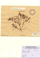 藏品(Gelidium pristoides (Turner) Kutzing)的圖片